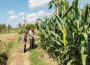 Bhabinkamtibmas Desa Pringgabaya Cek Tanaman Jagung Petani dan Sampaikan Imbauan Kamtibmas Dukung Program Ketahanan Pangan