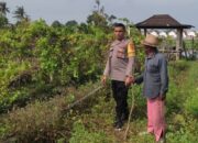 Dukung Ketahanan Pangan, Bhabinkamtibmas Desa Kuranji Dalang Dampingi Petani