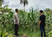 Bhabinkamtibmas Labuapi Dampingi Petani Jagung Perkuat Ketahanan Pangan