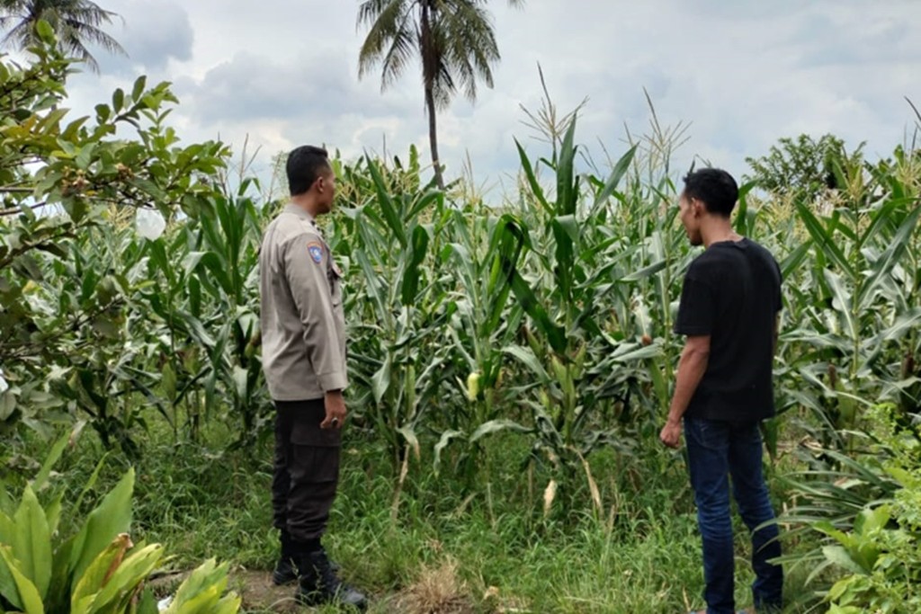 Strategi Bhabinkamtibmas Labuapi Jaga Ketahanan Pangan Lewat Sektor Jagung