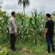 Wujudkan Kemandirian Pangan, Polsek Labuapi Dorong Warga Optimalkan Pekarangan
