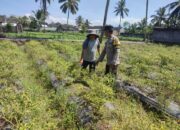Bhabinkamtibmas Desa Paokmotong Monitoring Program Ketahanan Pangan Melalui Pengecekan Lahan Pekarangan Pangan Bergizi