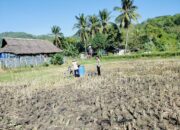 Bhabinkamtibmas Kuripan Dampingi Petani Jagung Lombok Barat Perkuat Ketahanan Pangan