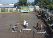 Kolaborasi TNI dan Petani Wujudkan Swasembada Pangan di Lombok Barat