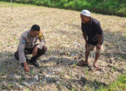 Bhabinkamtibmas Desa Sukadana Monitoring Lahan Jagung, Dukung Program Ketahanan Pangan Nasional
