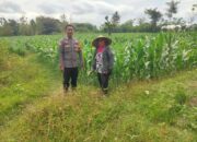 Perkuat Ketahanan Pangan Nasional, Bhabinkamtibmas Desa Mokong Sambangi Petani di Dusun Pelita