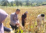 Polsek Sekotong Kawal BPS RI Hitung Ubinan Jagung di Lombok Barat