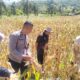 BPS RI Hitung Estimasi Panen Jagung Sekotong, Polisi Beri Pengawalan