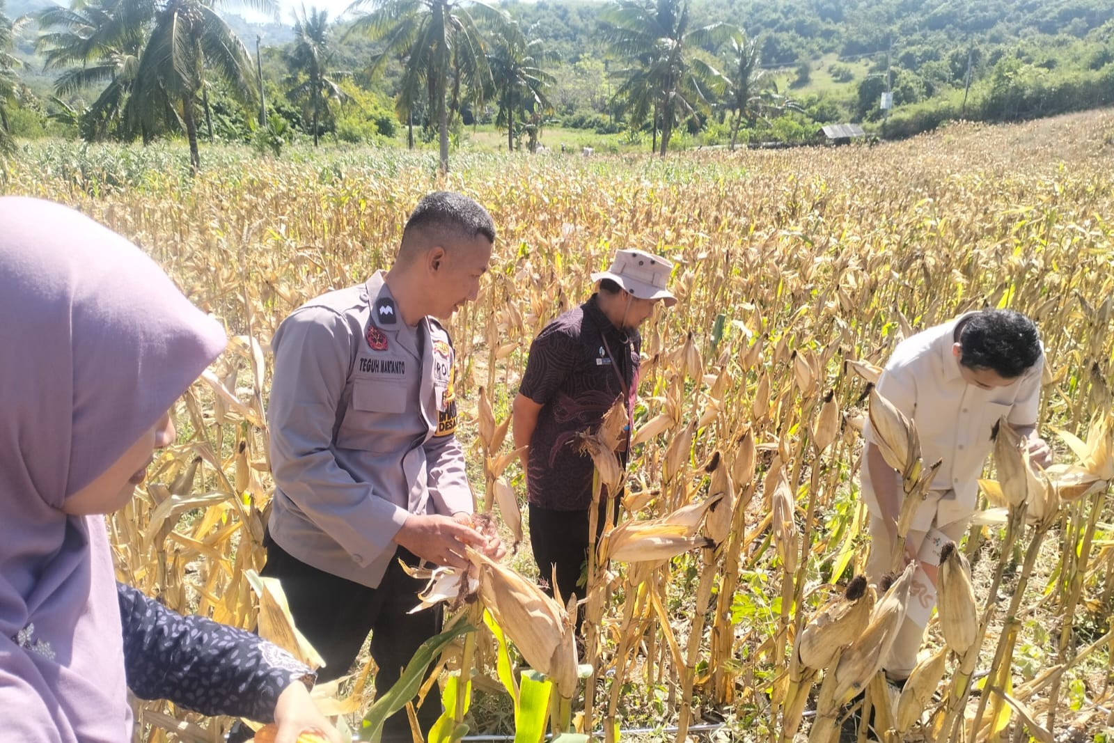 BPS RI Hitung Estimasi Panen Jagung Sekotong, Polisi Beri Pengawalan