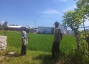 Dukung Ketahanan Pangan, Bhabinkamtibmas Desa Pelat Motivasi Petani Padi Optimalkan Lahan