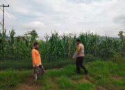 Bhabinkamtibmas Desa Cempi Jaya Pantau Lahan Jagung Warga, Dorong Peningkatan Produktivitas Pertanian