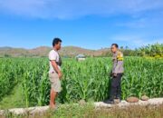 Bahaya Pemasangan Kawat Beraliran Listrik Bhabinkamtibmas Polsek Kempo Pantau Lahan Jagung Warga, Edukasi Pertanian dan Imbau 