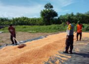 Bhabinkamtibmas Polsek Pekat Dampingi Petani Pascapanen, Dorong Pengelolaan Hasil Jagung untuk Keberlanjutan Usaha Tani