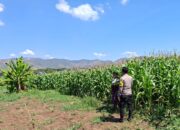 BHABINKAMTIBMAS POLSEK KEMPO MONITORING LAHAN JAGUNG WARGA, DORONG PEMANFAATAN PEKARANGAN UNTUK PERKUAT KETAHANAN PANGAN