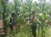 Dukung Swasembada Jagung, Bhabinkamtibmas Desa Rhee Pantau Pertumbuhan Tanaman di Lahan Warga