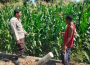 Bhabinkamtibmas Polsek Hu’u Kawal Ketahanan Pangan, Dampingi Petani Jagung hingga Masa Panen
