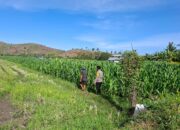 DUKUNG KETAHANAN PANGAN, BHABINKAMTIBMAS POLSEK KEMPO PANTAU LAHAN JAGUNG DAN AJAK WARGA MANFAATKAN PEKARANGAN