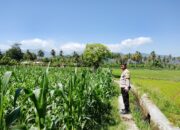 Dukung Ketahanan Pangan Nasional, Bhabinkamtibmas Desa Kalabeso Pantau Lahan Jagung Warga