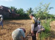 Polri Turun Ke Sawah Sukseskan Swasembada Pangan di Lombok Barat