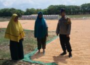 Bhabinkamtibmas Desa Mbuju Dampingi Petani Pascapanen Jagung, Dorong Ketahanan Pangan Keluarga