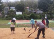 Bhabinkamtibmas Polsek Kempo Bantu Warga Jemur Jagung, Dorong Penjualan Hasil Panen ke Bulog dan Pemanfaatan Pekarangan