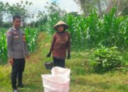 Dukung Program Asta Cita Presiden RI, Bhabinkamtibmas Desa Mokong Sambangi Petani di Persawahan