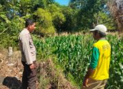 Bhabinkamtibmas Polsek Hu’u Pantau Lahan Jagung Warga, Wujud Nyata Dukungan Polri terhadap Ketahanan Pangan Nasional