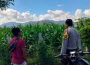 Bhabinkamtibmas Desa Tanju Intensif Dampingi Petani Jagung, Perkuat Ketahanan Pangan di Kecamatan Manggelewa