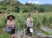 Perkuat Ketahanan Pangan, Bhabinkamtibmas Desa Rhee Pantau Budidaya Tanaman Hortikultura Warga