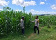 BKTM Desa Dorokobo Pantau Lahan Jagung Warga, Dorong Produktivitas Pertanian Menuju Indonesia Emas
