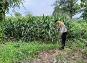 Bhabinkamtibmas Desa Karang Dima Ajak Warga Manfaatkan Pekarangan untuk Pangan Bergizi