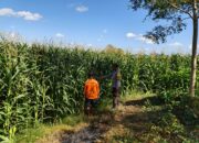Perkuat Ketahanan Pangan Desa, Bhabinkamtibmas Desa Tatede Sambangi Petani di Ladang