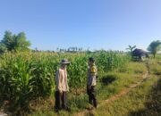 Dukung Ketahanan Pangan Nasional, Bhabinkamtibmas Desa Lekong Sambangi Petani Jagung