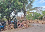 Dari Rempek Menuju Luar Daerah, Kelapa Warga Terus Mengalir