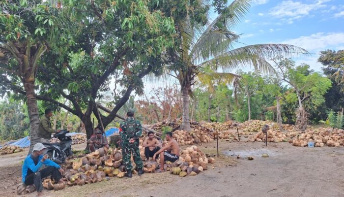 Dari Rempek Menuju Luar Daerah, Kelapa Warga Terus Mengalir
