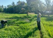 Dukung Ketahanan Pangan Nasional, Bhabinkamtibmas Desa Ledang Sambangi Petani Hortikultura