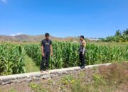 Dukung Ketahanan Pangan Nasional, Bhabinkamtibmas Desa Dorokobo Pantau Lahan Jagung dan Berikan Motivasi kepada Petani