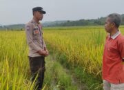 Dampingi Petani Padi di Desa Lunyuk Ode, Bhabinkamtibmas Dorong Optimalisasi Pekarangan Rumah