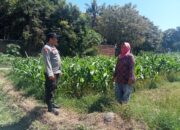 Dukung Pangan Bergizi, Bhabinkamtibmas Desa Labuhan Burung Ajak Warga Optimalkan Lahan Produktif