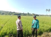 Pantau Stabilitas Harga, Bhabinkamtibmas Desa Lunyuk Rea Sambangi Petani Padi