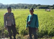 Dukung Asta Cita Ketahanan Pangan, Bhabinkamtibmas Desa Padasuka Motivasi Petani Optimalkan Lahan Produktif