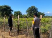 Dukung Ketahanan Pangan, Bhabinkamtibmas Desa Suka Mulya Sambangi Petani Cabai di Labangka