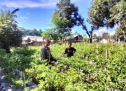 Tinjau Lahan Produktif, Bhabinkamtibmas Desa Labuhan Badas Motivasi Petani Cabai Dukung Ketahanan Pangan