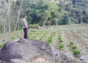 Dukung Penuh Ketahanan Pangan Desa, Bhabinkamtibmas Desa Tepal Tinjau Langsung Lahan Pertanian Padi