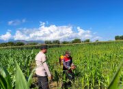 Dukung Swasembada Pangan, Bhabinkamtibmas Desa Pukat Tinjau Langsung Pertumbuhan Tanaman Jagung Warga