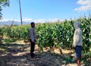 Bhabinkamtibmas Desa Cempi Jaya Lakukan Pemantauan Lahan Jagung, Dukung Program Ketahanan Pangan Nasional
