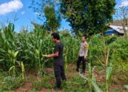 Dukung Ketahanan Pangan Nasional, Bhabinkamtibmas Desa Dorokobo Ajak Warga Optimalkan Lahan Pekarangan dan Tingkatkan Produktivitas Jagung