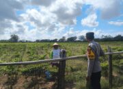 Bhabinkamtibmas Desa Suka Damai Sambangi Petani Cabai dan Ajak Manfaatkan Pekarangan