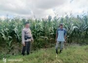 Dukung Ketahanan Pangan, Bhabinkamtibmas Desa Usar Tinjau Tanaman Warga dan Ajak Manfaatkan Pekarangan