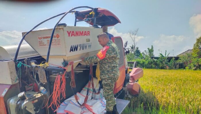 Kolaborasi TNI dan Petani Wujudkan Panen Berkualitas di Gunungsari